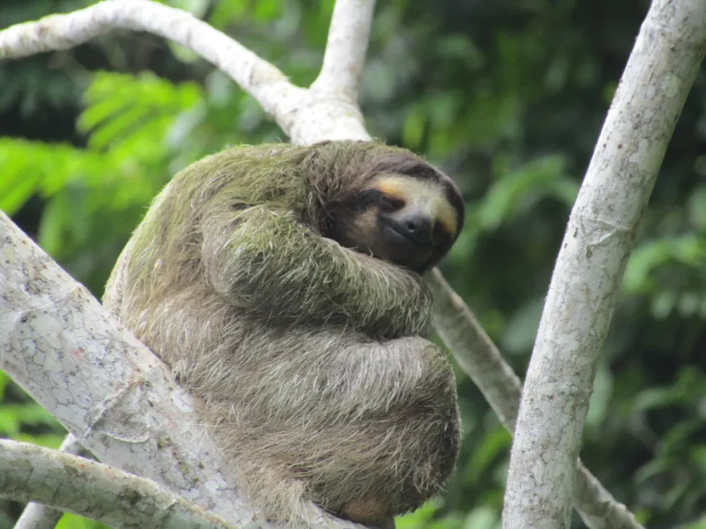 NoTravelNoParty - Panama 5